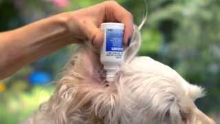 That Vet Show  How to Apply Ear Drops [upl. by Gilpin]