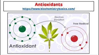 Antioxidants  Antioxidants Biochemistry  Free Radical Scavengers [upl. by Bohun576]