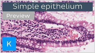 Simple epithelium types of tissues and cells preview  Human Histology  Kenhub [upl. by Aimee790]