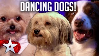 DANCING DOGS  Britains Got Talent [upl. by Pirozzo11]