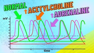 How Adrenaline and Acetylcholine Affect Heart Rate [upl. by Ydnolem]