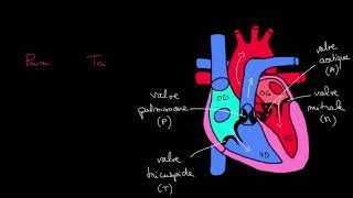 Comprendre la Systole et diastole [upl. by Stolzer91]