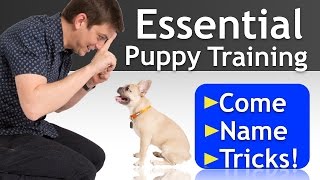 PUPPY TRAINING a 16 WeekOld FRENCH BULLDOG [upl. by Eirbua]