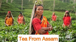 Glimpses Of India Tea From Assam  Fullहिन्दी में Explanation  Cbse  Class 10  NCERT YouTube [upl. by Ligriv]