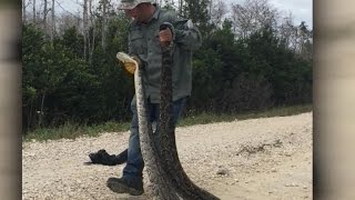 On the hunt to get rid of Floridas invasive pythons [upl. by Eecart]