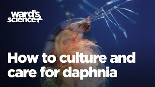 Caring and Culturing for Daphnia [upl. by Niuqaoj763]