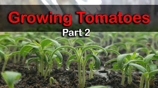 How To Grow Tomatoes From Seed  The Definitive Guide For Beginners Part 2 [upl. by Nueoht]