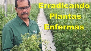 Control de los virus en el cultivo del tomate [upl. by Eba698]