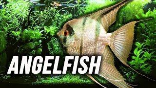 Species Spotlight  Angelfish [upl. by Pratt]