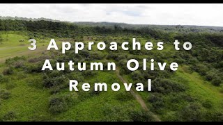 25 Autumn Olive Removal  3 Easy Methods Demonstrated on the Habitat Oasis Project in SE Ohio [upl. by Iadrahs]