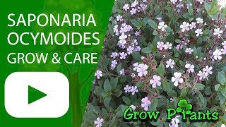 Saponaria ocymoides  grow amp care Rock soapwort [upl. by Kafka]