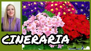 CINERARIA PLANTA  CINERARIA CUIDADOS 👩🏽‍🌾VeronicaCampaniniPlantas [upl. by Nazay]