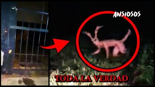 ✔️TODA La VERDAD DETRÁS Del NAHUAL CAPTURADO En MEXICO  La VERDAD Del NAHUAL CAPTURADO En CHIAPAS🐕 [upl. by Saunder]