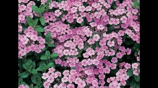 Chap 122 How to grow saponaria from seed 🌸🌼🌴 [upl. by Newby]