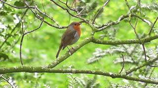 四小時白噪音百鳥爭鳴清脆鳥叫聲紓壓放鬆背景音樂 [upl. by Brottman82]