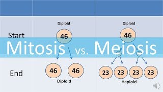 Mitosis vs Meiosis updated [upl. by Sheeb]