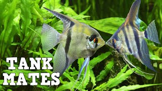 Top 10 Tank Mates For Freshwater Angelfish [upl. by Livi819]