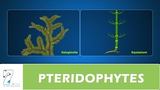 PTERIDOPHYTES [upl. by Assirok]