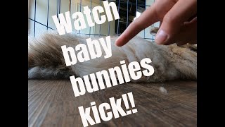 Behavior of very pregnant rabbit Watch baby bunnies kick [upl. by Irahk]