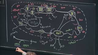 26 Oxidative PhosphorylationPhotosynthesis I [upl. by Chainey]