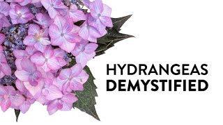 Hydrangeas Demystified  Everything You Need to Know About Hydrangeas [upl. by Paulsen332]