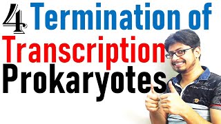 Transcription termination in prokaryotes  Prokaryotic transcription lecture 4 [upl. by Descombes]