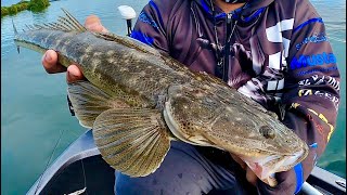 Flathead Fishing with soft plastics [upl. by Uaerraj589]