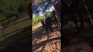 FEMALE HORSE KILLS IN THE ACT ANOTHER STALLION [upl. by Keelia]