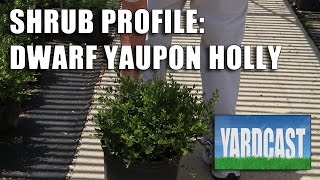 Shrub Profile  Dwarf Yaupon Holly [upl. by Ibocaj]