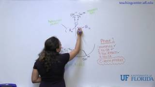 Chymotrypsin Mechanism [upl. by Mulcahy31]