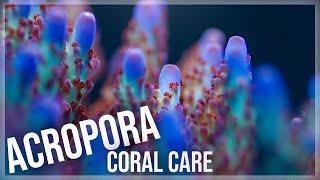 Fundamentals of Acropora Coral Care  SPS [upl. by Gnihc562]