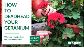 How to Deadhead a Geranium [upl. by Ainot]