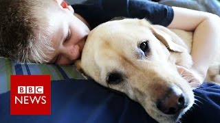 Autism dog Caddie makes Crufts finals  BBC News [upl. by Craven]