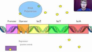 Gene Regulation [upl. by Rellim189]