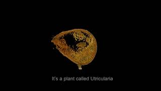 Shaping a carnivorous bladderwort trap [upl. by Monahan]