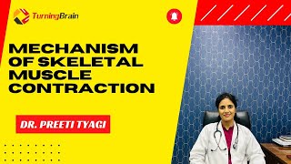 Mechanism of Skeletal Muscle Contraction [upl. by Lynus11]