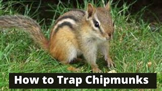 How To Trap Chipmunks [upl. by Eittam196]