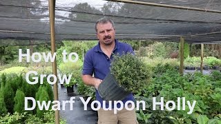 How to grow Dwarf Yaupon Holly Very Low Maintenance with detailed description [upl. by Brittan]