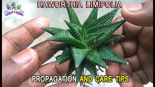 HAWORTHIA LIMIFOLIA propagation through offset division and Care Tips [upl. by Atela913]