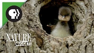 Ducklings Leave the Nest  NATURE Nuggets [upl. by Znieh]