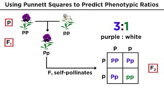 Mendelian Genetics and Punnett Squares [upl. by Munn]