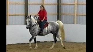 Work That Walk Gaited Horse Gait Training Naturally [upl. by Vedette474]