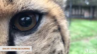 Cheetah Awareness Day  Vocalizations [upl. by Suhail]