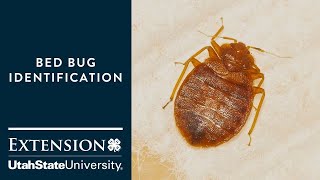 How to Identify Bed Bugs [upl. by Rumery]