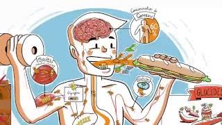 Le parcours des glucides dans lorganisme [upl. by Drawde]