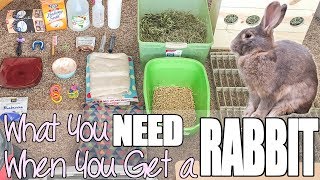 What You Need When You Get A Rabbit [upl. by Seaman]