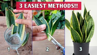 3 EASIEST Methods to Propagate SNAKE PLANTS  Snake Plant Propagation [upl. by Tompkins]