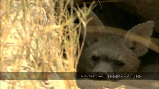 Aardwolf dozes in its burrow [upl. by Boehmer]