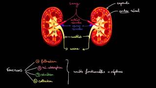 Anatomie et fonctions des reins [upl. by Schacker]