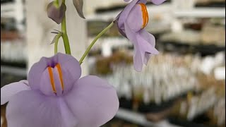 Giant bladderwort Utricularia cornigera [upl. by Pernas]